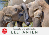 Asiatische und afrikanische Elefanten (Wandkalender 2023 DIN A4 quer)