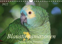 Blaustirnamazonen - Papageien in Paraguay (Wandkalender 2022 DIN A4 quer)