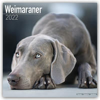 Weimaraner - Weimaraner 2022 - 16-Monatskalender