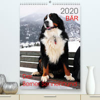 BÄR - Der Berner Sennenhund (Premium, hochwertiger DIN A2 Wandkalender 2020, Kunstdruck in Hochglanz)