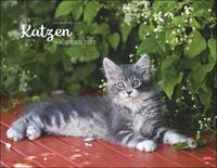 Wegler Katzenkalender 2022