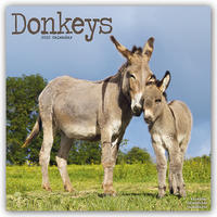 Donkeys - Esel 2022 - 16-Monatskalender