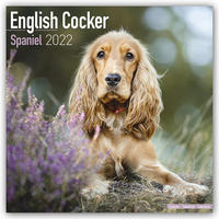 English Cocker Spaniel - Englische Cockerspaniels 2022 - 16-Monatskalender