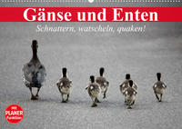 Gänse und Enten. Schnattern, watscheln, quaken! (Wandkalender 2023 DIN A2 quer)