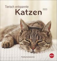 Tierisch entspannte Katzen Postkartenkalender 2023. Witzige Fotos verschlafender Stubentiger in einem Tischkalender zum Aufstellen. Kleiner Kalender 2023 für Katzenfans.