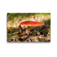 Premium Textil-Leinwand 45 x 30 cm Quer-Format Fliegenpilz / Amanita muscaria | Wandbild, HD-Bild auf Keilrahmen, Fertigbild auf hochwertigem Vlies, Leinwanddruck von Janita Webeler