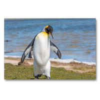 Premium Textil-Leinwand 900 x 600 cm Quer-Format Königspinguin / King Penguin | Wandbild, HD-Bild auf Keilrahmen, Fertigbild auf hochwertigem Vlies, Leinwanddruck von Norbert W. Saul