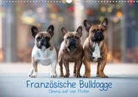 Französische Bulldogge - Clowns auf vier Pfoten (Wandkalender 2021 DIN A3 quer)