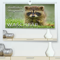 Waschbär - Niedlicher Allesfresser (Premium, hochwertiger DIN A2 Wandkalender 2022, Kunstdruck in Hochglanz)