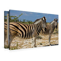 Premium Textil-Leinwand 900 x 600 cm Quer-Format Namibia: Neugierige Zebras | Wandbild, HD-Bild auf Keilrahmen, Fertigbild auf hochwertigem Vlies, Leinwanddruck von Ingo Paszkowsky