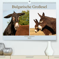 Bulgarische Großesel - Schwarze Schönheiten (Premium, hochwertiger DIN A2 Wandkalender 2023, Kunstdruck in Hochglanz)