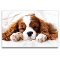 Premium Textil-Leinwand 120 x 80 cm Quer-Format Der Welpenkalender - Cavalier King Charles Spaniel | Wandbild, HD-Bild auf Keilrahmen, Fertigbild auf hochwertigem Vlies, Leinwanddruck von Janina Bürger