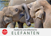 Asiatische und afrikanische Elefanten (Wandkalender 2023 DIN A2 quer)