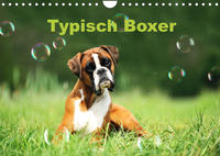 Typisch Boxer (Wandkalender 2022 DIN A4 quer)