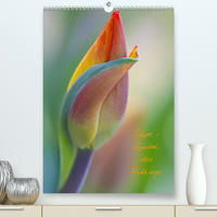 Tulpe - Symbol des Frühlings (Premium, hochwertiger DIN A2 Wandkalender 2022, Kunstdruck in Hochglanz)