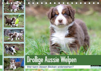 Drollige Aussie Welpen (Tischkalender 2022 DIN A5 quer)