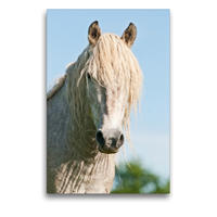 Premium Textil-Leinwand 50 x 75 cm Hoch-Format Camargue Pferd | Wandbild, HD-Bild auf Keilrahmen, Fertigbild auf hochwertigem Vlies, Leinwanddruck von Meike Bölts