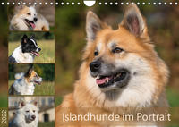 Islandhunde im Portrait (Wandkalender 2022 DIN A4 quer)