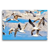 Premium Textil-Leinwand 75 x 50 cm Quer-Format Fliegende Moewen am Himmel | Wandbild, HD-Bild auf Keilrahmen, Fertigbild auf hochwertigem Vlies, Leinwanddruck von Marion Meyer @ Stimmungsbilder1