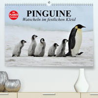 Pinguine - Watscheln im festlichen Kleid (Premium, hochwertiger DIN A2 Wandkalender 2023, Kunstdruck in Hochglanz)