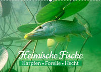 Heimische Fische: Karpfen, Forelle, Hecht (Wandkalender 2022 DIN A2 quer)