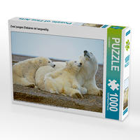 CALVENDO Puzzle Zwei jungen Eisbären ist langweilig. 1000 Teile Lege-Größe 64 x 48 cm Foto-Puzzle Bild von CALVENDO