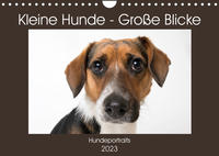 Kleine Hunde - Große Blicke (Wandkalender 2023 DIN A4 quer)