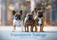 Französische Bulldogge - Clowns auf vier Pfoten (Wandkalender 2021 DIN A2 quer)