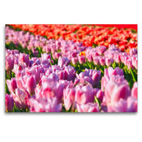 Premium Textil-Leinwand 120 x 80 cm Quer-Format Romantischer Tulpenzauber | Wandbild, HD-Bild auf Keilrahmen, Fertigbild auf hochwertigem Vlies, Leinwanddruck von Marion Meyer@Stimmungsbilder1