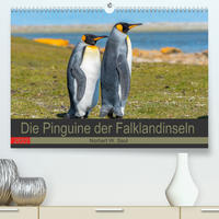 Die Pinguine der Falklandinseln (Premium, hochwertiger DIN A2 Wandkalender 2022, Kunstdruck in Hochglanz)