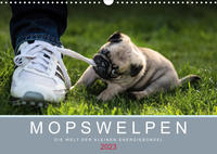 Mopswelpen (Wandkalender 2023 DIN A3 quer)