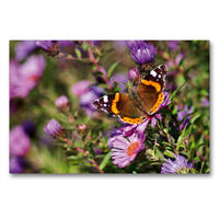 Premium Textil-Leinwand 90 x 60 cm Quer-Format Farbenprächtiger Schmetterling im Sonnenlicht | Wandbild, HD-Bild auf Keilrahmen, Fertigbild auf hochwertigem Vlies, Leinwanddruck von Schwan