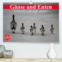 Gänse und Enten. Schnattern, watscheln, quaken! (Premium, hochwertiger DIN A2 Wandkalender 2023, Kunstdruck in Hochglanz)