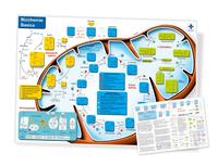 Biochemie Basics, DIN A4, laminiert