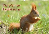 Die Welt der Eichhörnchen (Posterbuch DIN A4 quer)