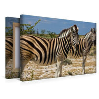 Premium Textil-Leinwand 450 x 300 cm Quer-Format Namibia: Neugierige Zebras | Wandbild, HD-Bild auf Keilrahmen, Fertigbild auf hochwertigem Vlies, Leinwanddruck von Ingo Paszkowsky