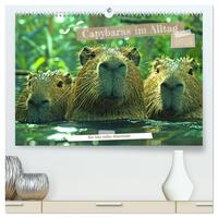 Capybaras im Alltag - Ein Jahr voller Abenteuer (hochwertiger Premium Wandkalender 2025 DIN A2 quer), Kunstdruck in Hochglanz