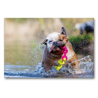 Premium Textil-Leinwand 90 x 60 cm Quer-Format Englische Bulldogge im Wasser | Wandbild, HD-Bild auf Keilrahmen, Fertigbild auf hochwertigem Vlies, Leinwanddruck von Christian Müller