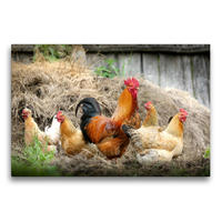 Premium Textil-Leinwand 75 x 50 cm Quer-Format Vom Ei zum Huhn. Die Entwicklung von Küken | Wandbild, HD-Bild auf Keilrahmen, Fertigbild auf hochwertigem Vlies, Leinwanddruck von Rose Hurley