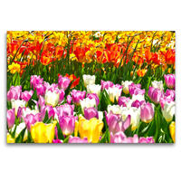 Premium Textil-Leinwand 120 x 80 cm Quer-Format Sonniger Tulpenzauber | Wandbild, HD-Bild auf Keilrahmen, Fertigbild auf hochwertigem Vlies, Leinwanddruck von Marion Meyer@Stimmungsbilder1