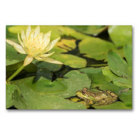 Premium Textil-Leinwand 90 x 60 cm Quer-Format Frosch im Wasser mit Seerosen | Wandbild, HD-Bild auf Keilrahmen, Fertigbild auf hochwertigem Vlies, Leinwanddruck von Sandra Dombrovsky