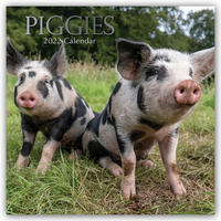 Piggies – Ferkel Schweine 2022 – 16-Monatskalender