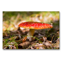 Premium Textil-Leinwand 90 x 60 cm Quer-Format Fliegenpilz / Amanita muscaria | Wandbild, HD-Bild auf Keilrahmen, Fertigbild auf hochwertigem Vlies, Leinwanddruck von Janita Webeler