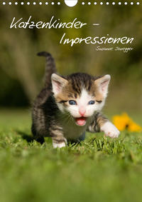 Katzenkinder - Impressionen (Wandkalender 2020 DIN A4 hoch)