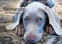 Weimaraner - Ein Welpenjahr (Tischkalender 2023 DIN A5 quer)