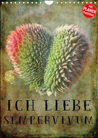 Ich liebe Sempervivum (Wandkalender 2022 DIN A4 hoch)