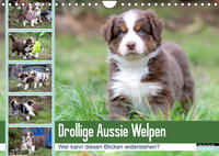 Drollige Aussie Welpen (Wandkalender 2022 DIN A4 quer)