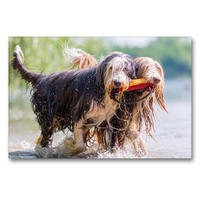 Premium Textil-Leinwand 90 x 60 cm Quer-Format Zwei Bearded Collies im Wasser | Wandbild, HD-Bild auf Keilrahmen, Fertigbild auf hochwertigem Vlies, Leinwanddruck von Christian Müller