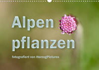 Alpenpflanzen fotografiert von HerzogPictures (Wandkalender 2022 DIN A3 quer)