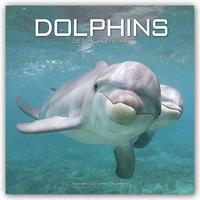 Dolphins - Delfine - Delphine 2022 - 16-Monatskalender